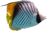 fish 1