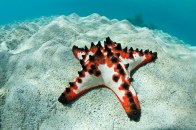 shutterstock_chocolate-starfish