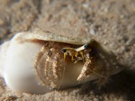 shutterstock_reef-hermit-crab