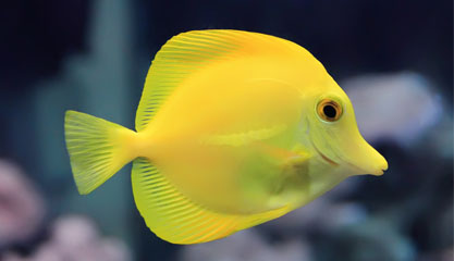 Saltwater fish | Healthy Hand Selected Saltwater Fish Online