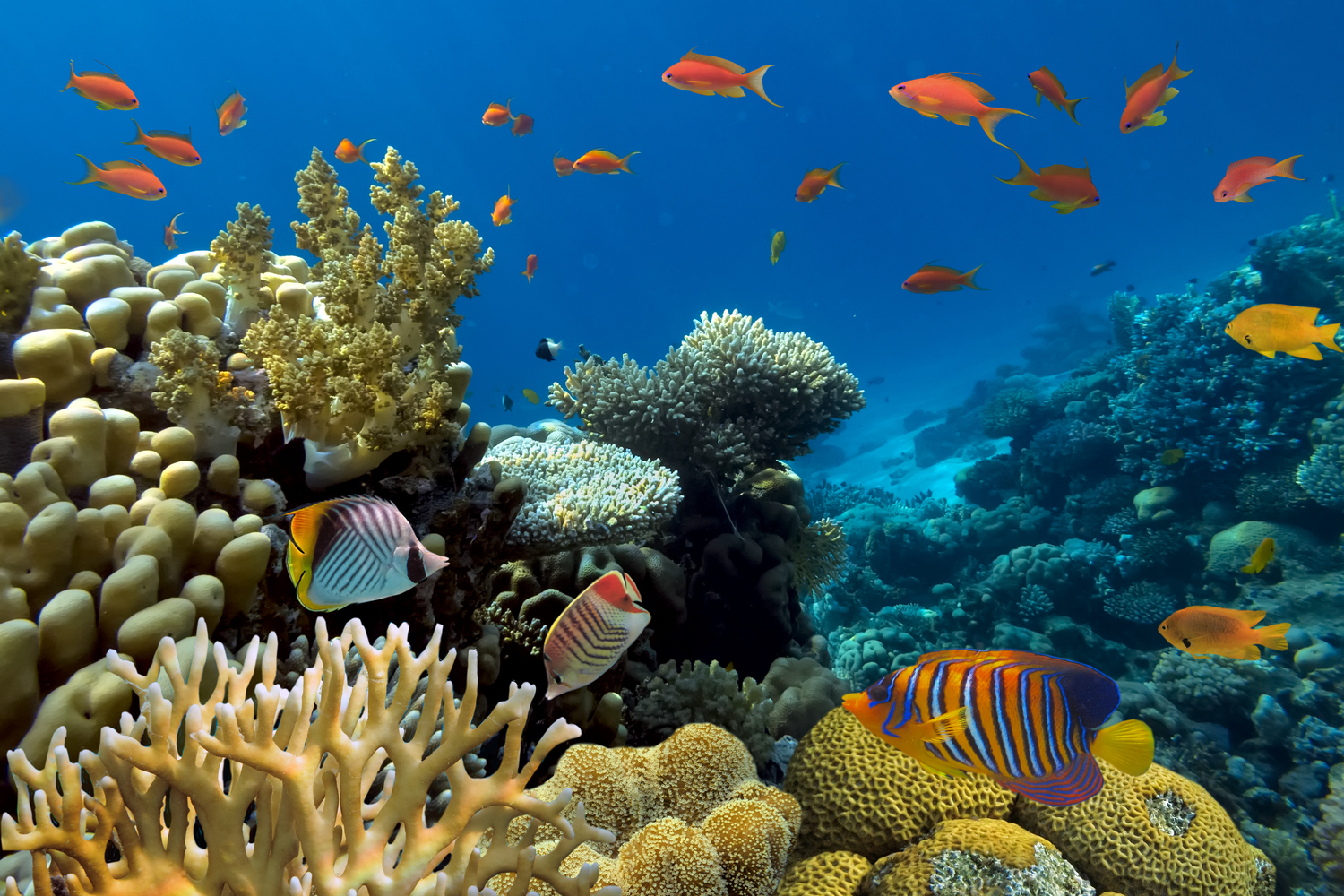 Подводный кораллы и рифы