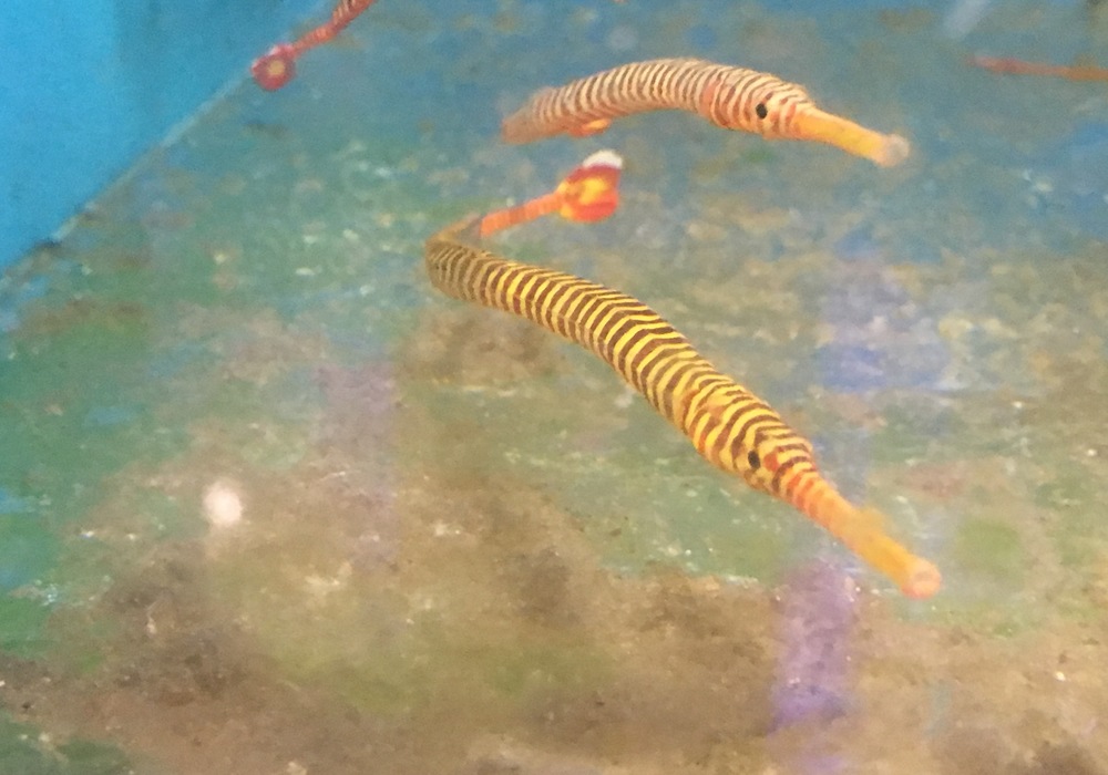 A Look at the Banded Pipefish, Marine Fish Education