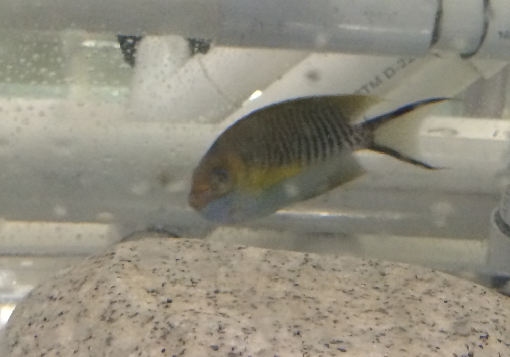 Dwarf Angelfish : Masked Swallowtail Angel Male Lrg